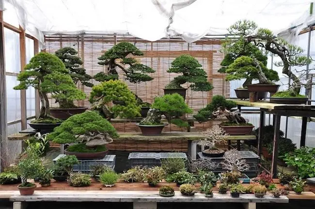 natura_img_bonsai_pic