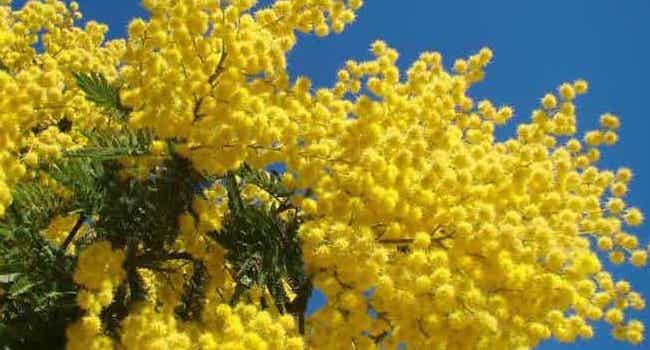 natura_img_mimosa_pic