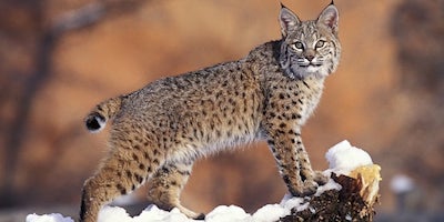 animali2_lince