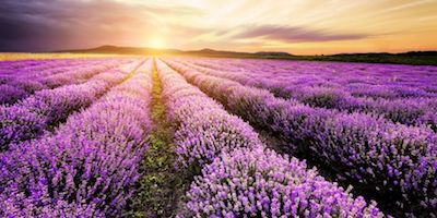 proprietà olio essenziale di lavanda