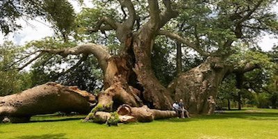 natura_img_baobab1