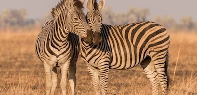 animali3_img_zebra