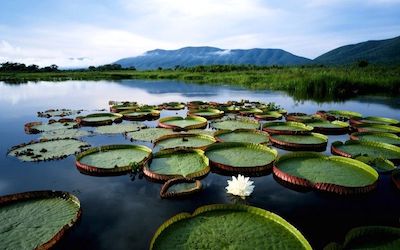 home3_img_pantanal2