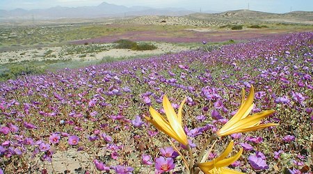 Deserto fiorito